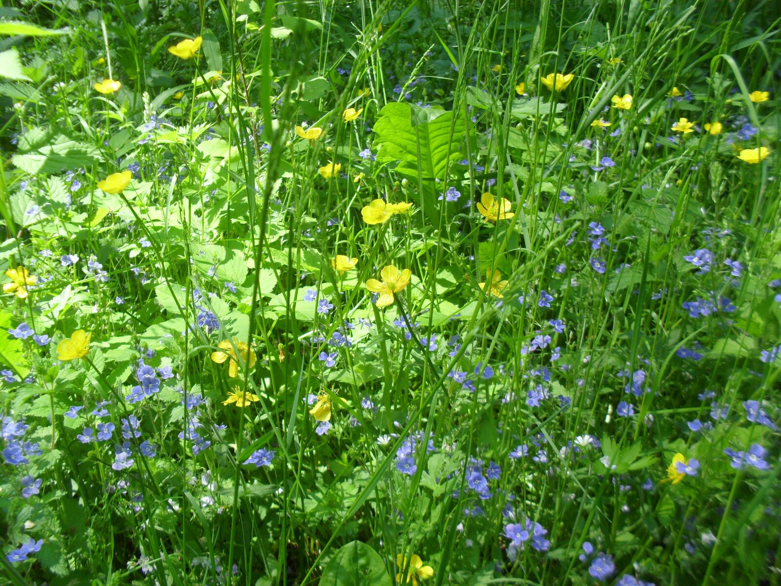 Samsung ES60 / VLUU ES60 /  SL105 /  ES63 sample photo. Flowers, the beasts of photography