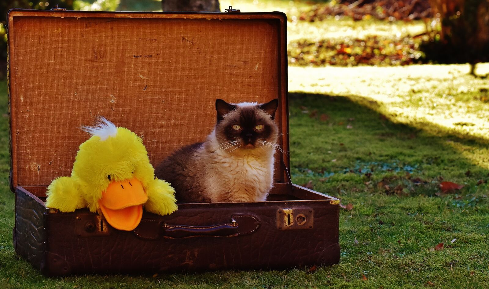 Nikon D7200 sample photo. Luggage, antique, cat photography