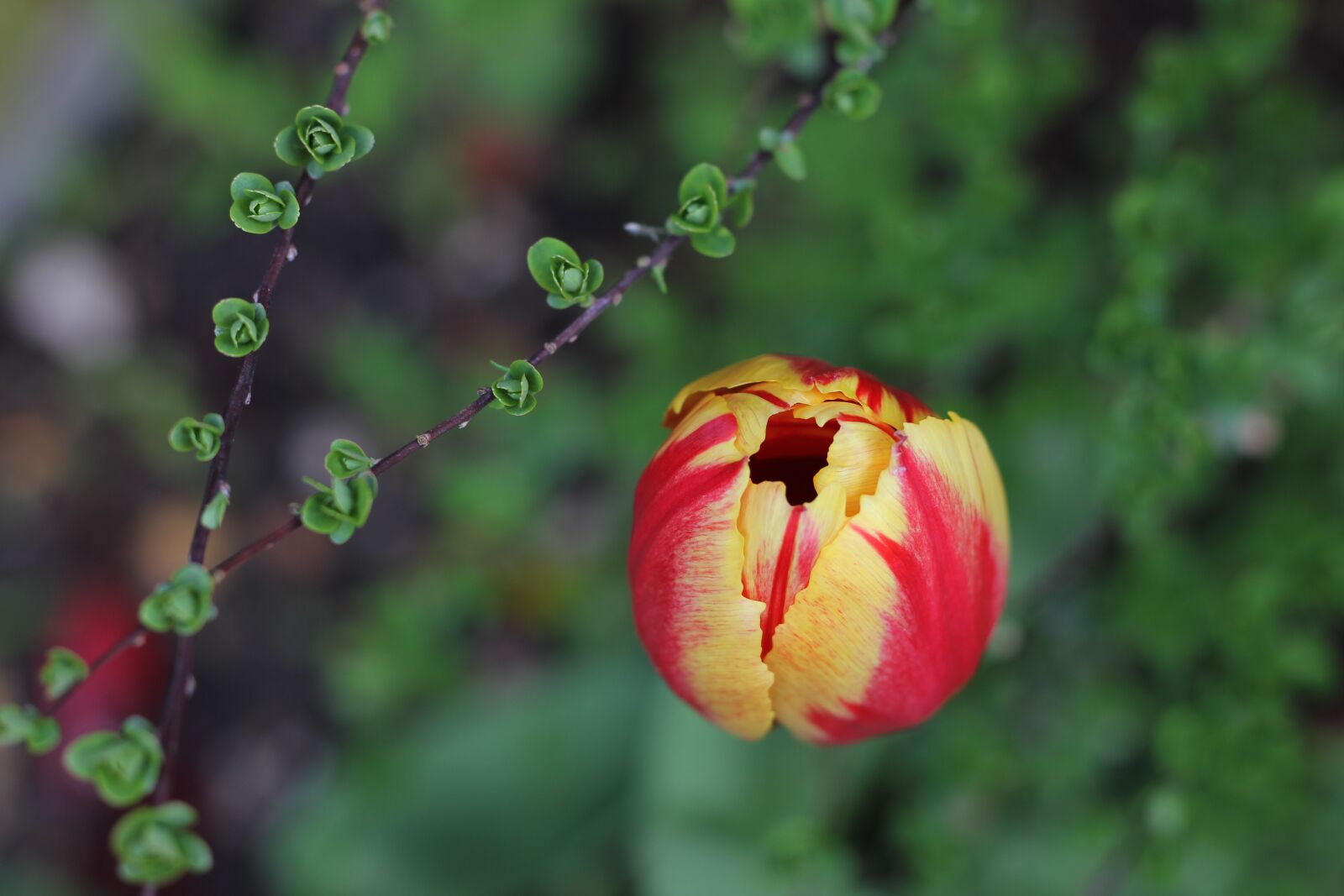 Canon EOS 550D (EOS Rebel T2i / EOS Kiss X4) sample photo. Tulip, spring, bloom photography