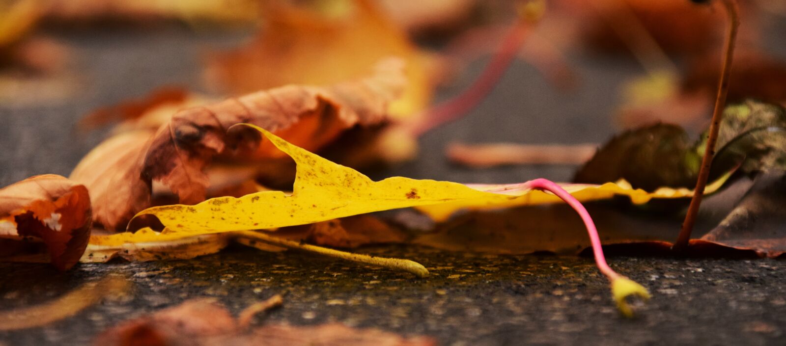 Nikon D3300 sample photo. Leaves, autumn, fall foliage photography