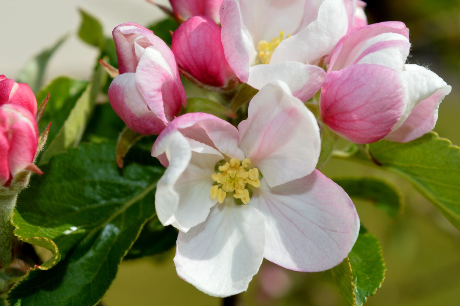 Nikon D3200 sample photo. Apple blossom, bud, leaves photography