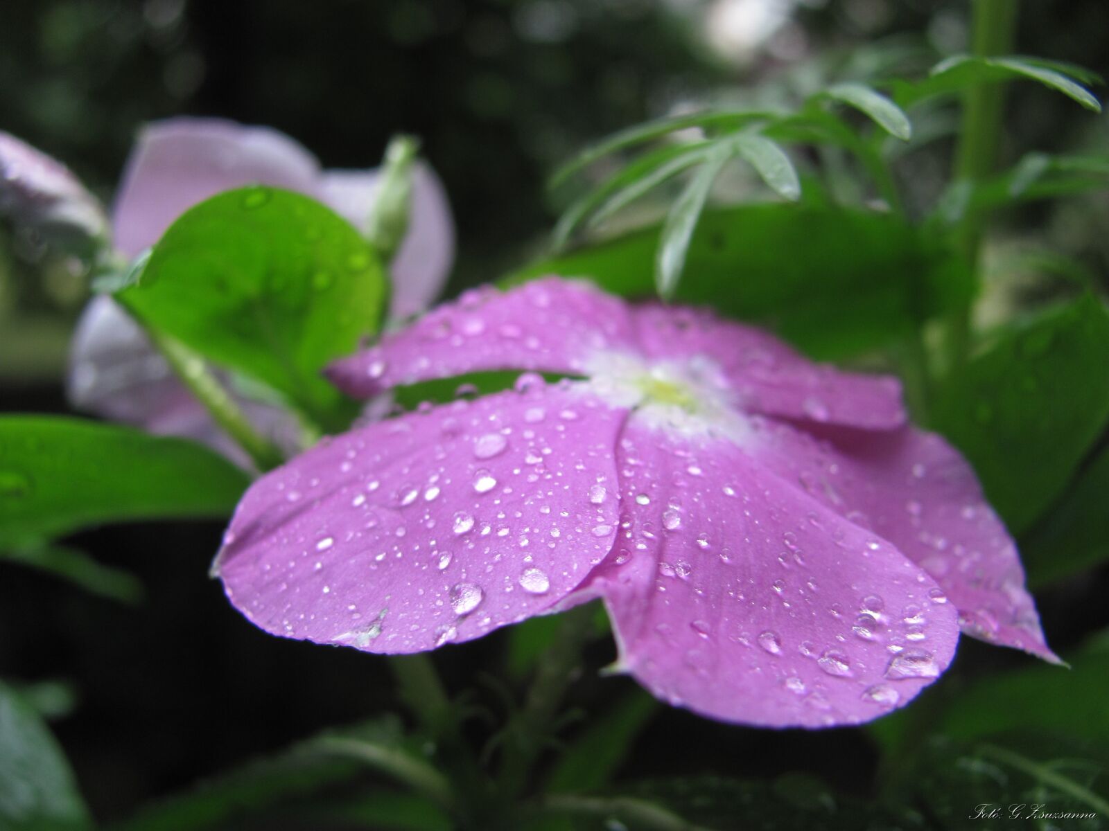 Canon PowerShot SX120 IS sample photo. Flowers, garden, summer flowers photography