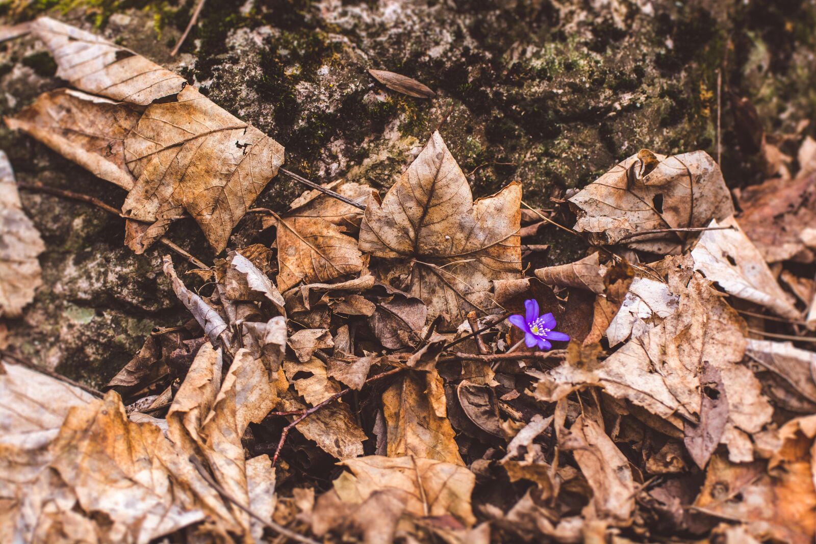 Nikon D7100 sample photo. Nature, wood, forrest photography
