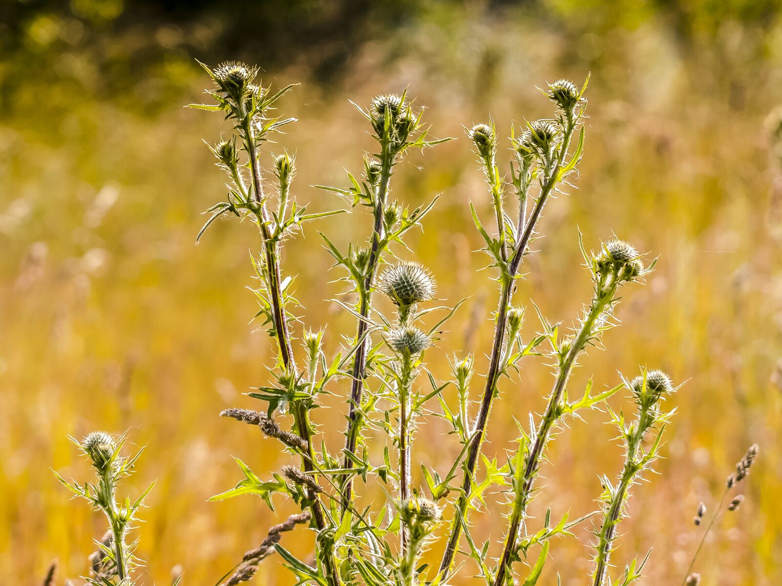 Olympus E-3 sample photo. Thistle, flower, plant photography
