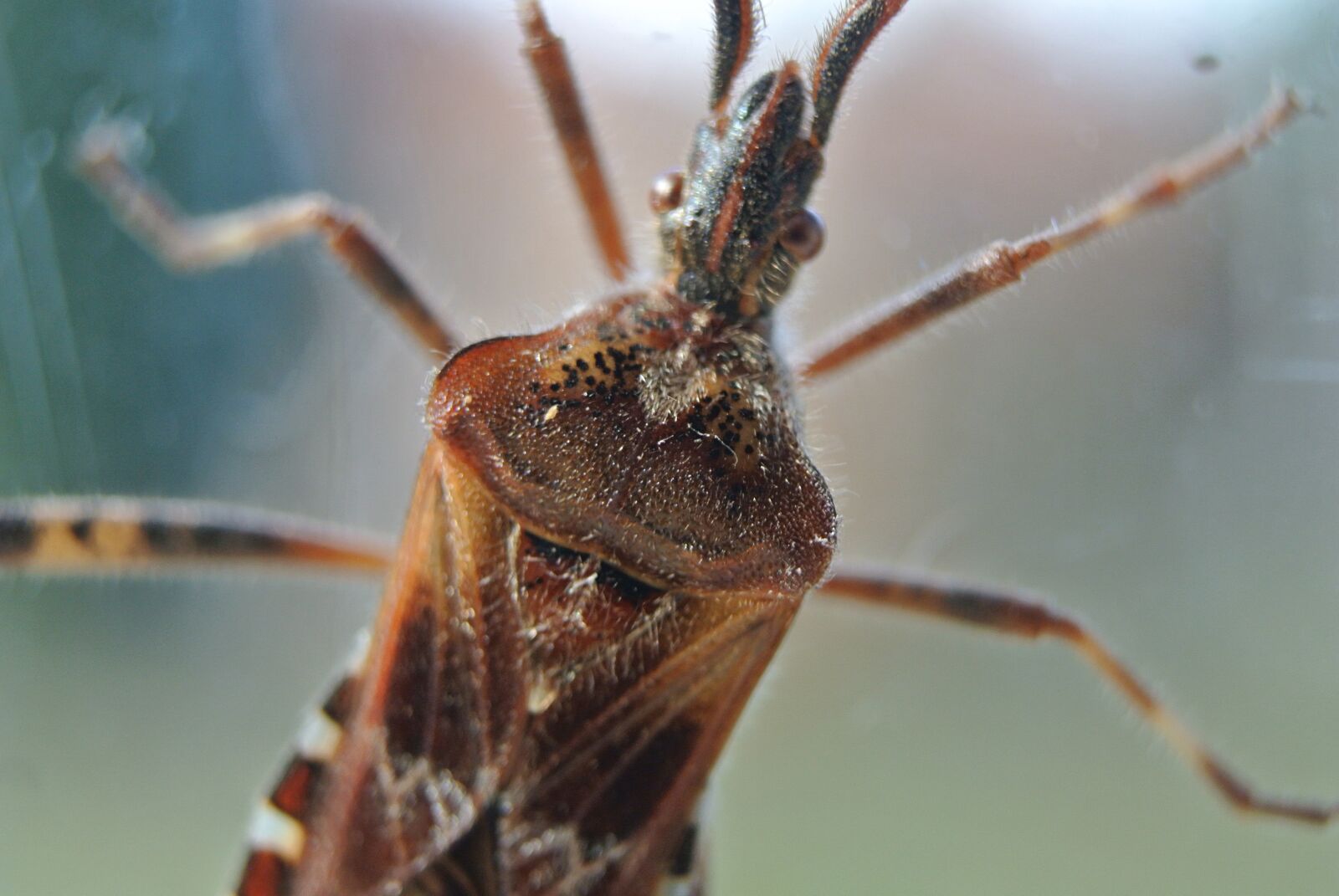 Nikon 1 Nikkor VR 10-30mm F3.5-5.6 sample photo. Macro, beetle, insect photography