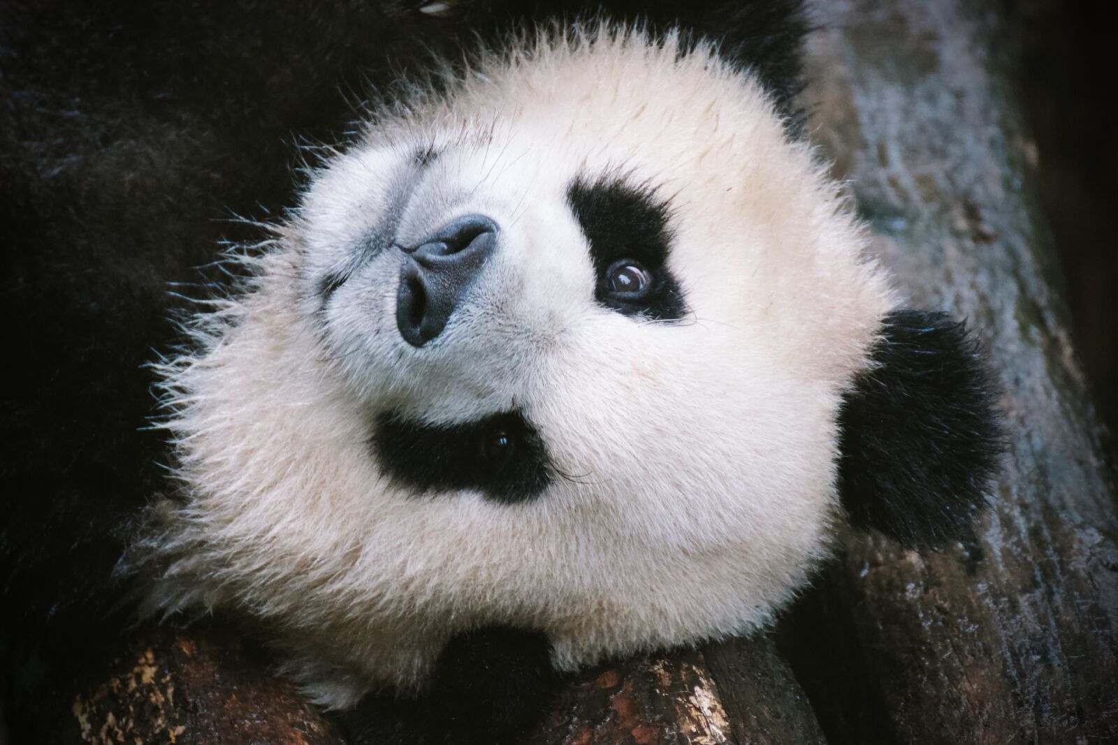 Canon EOS 550D (EOS Rebel T2i / EOS Kiss X4) sample photo. Panda bear, panda, china photography