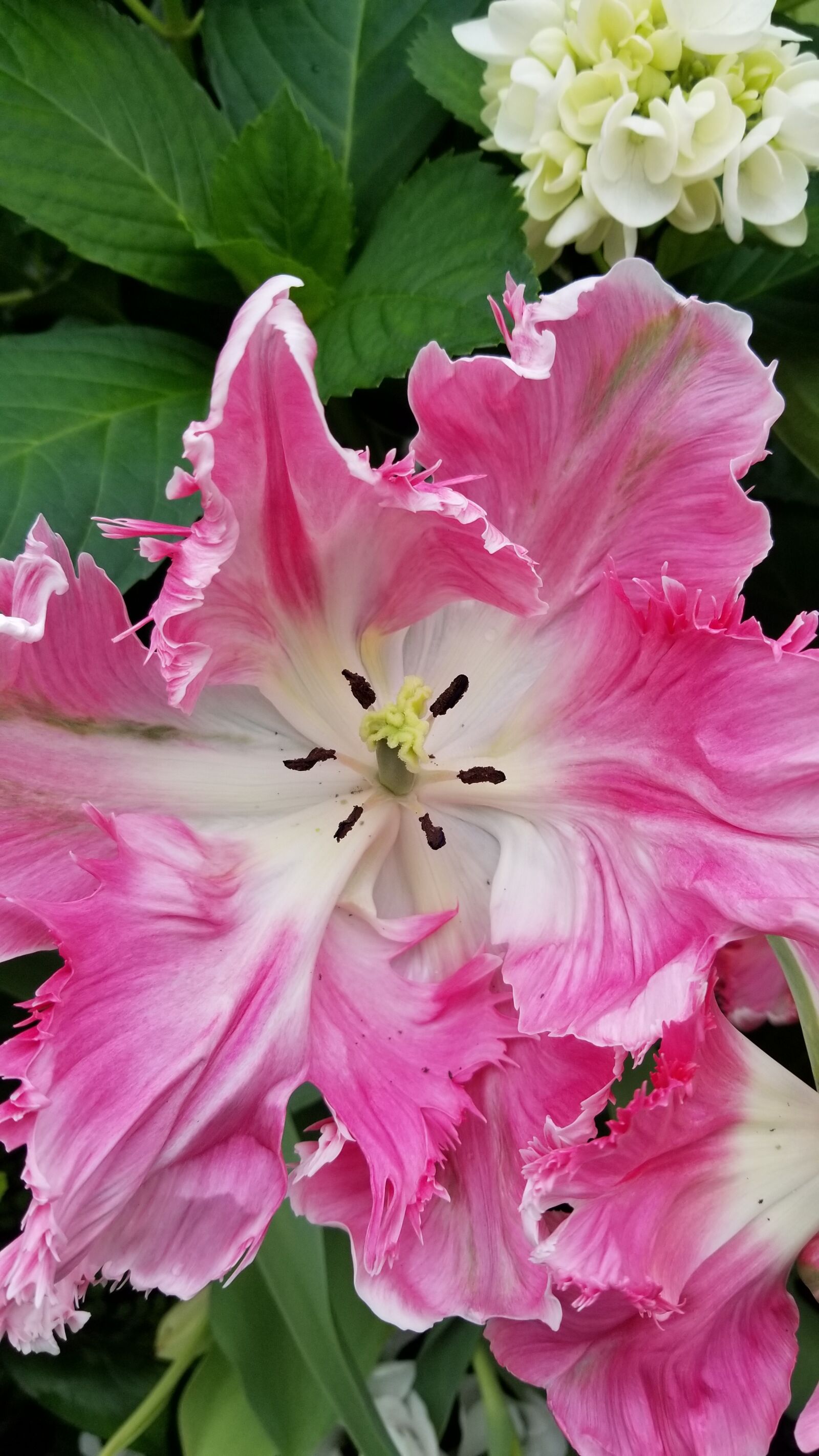 Samsung Galaxy S8 sample photo. Flower, nature, flora photography