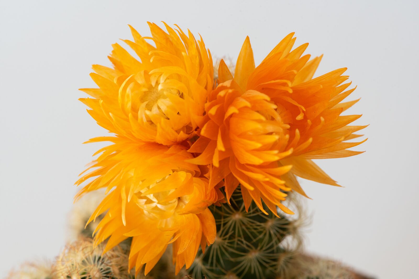 Nikon D750 sample photo. Blossom, bloom, cactus blossom photography