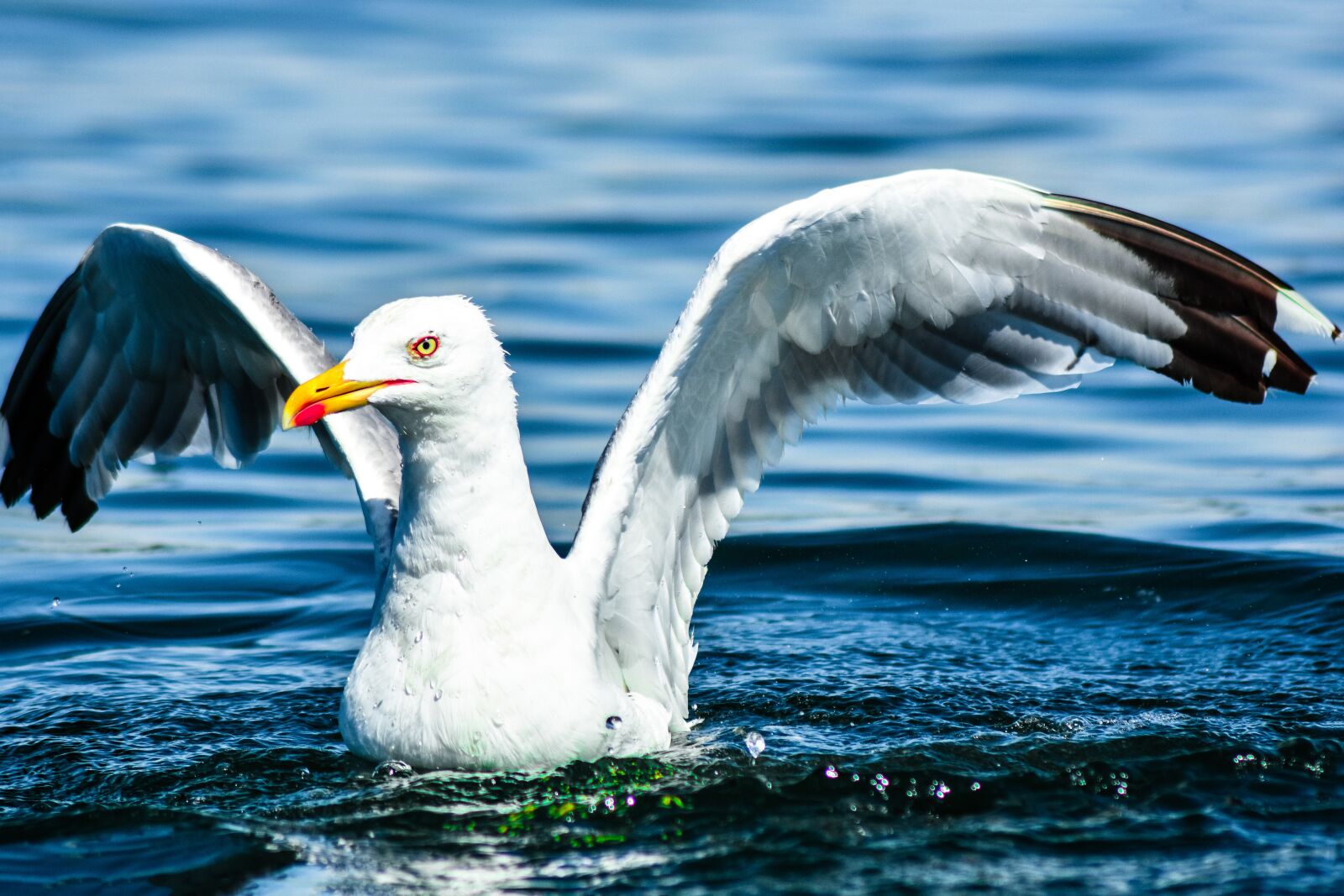 Nikon D7200 sample photo. Seagull, bird, water bird photography