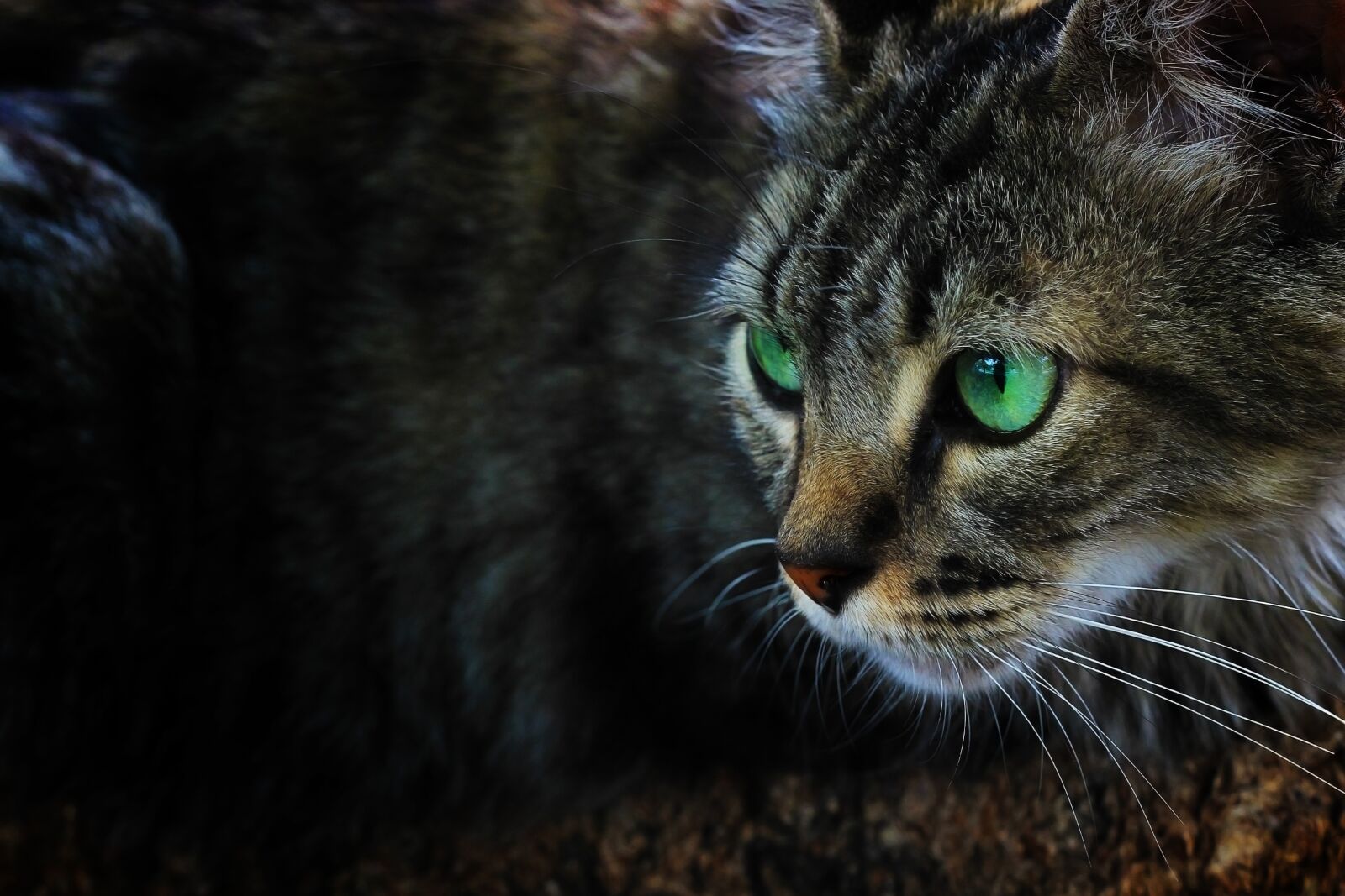 Canon EOS 600D (Rebel EOS T3i / EOS Kiss X5) + Canon EF 50mm F1.8 STM sample photo. Cat, feline, pet photography