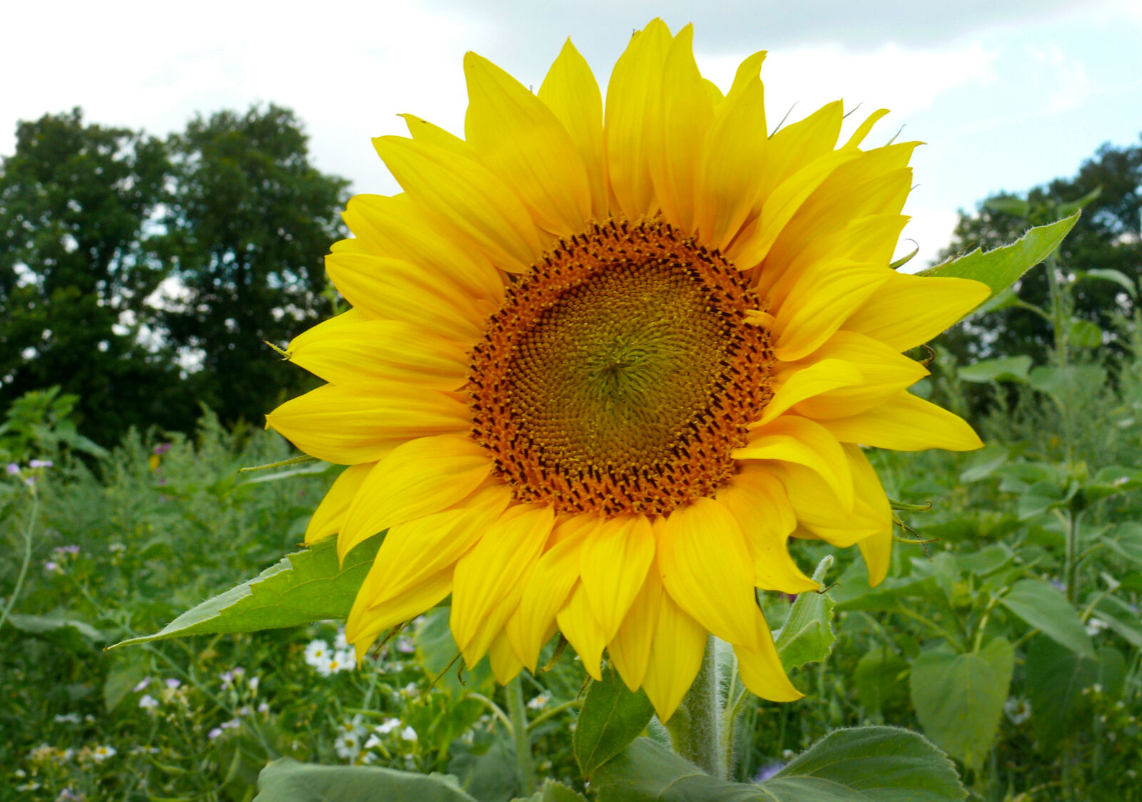 Panasonic DMC-FZ50 sample photo. Flower, nature, summer, sunflower photography