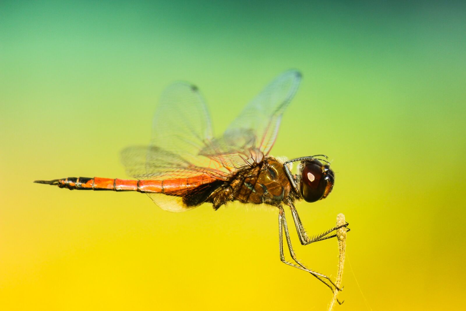 Canon EOS 600D (Rebel EOS T3i / EOS Kiss X5) sample photo. Close-up, dragonfly, insect photography
