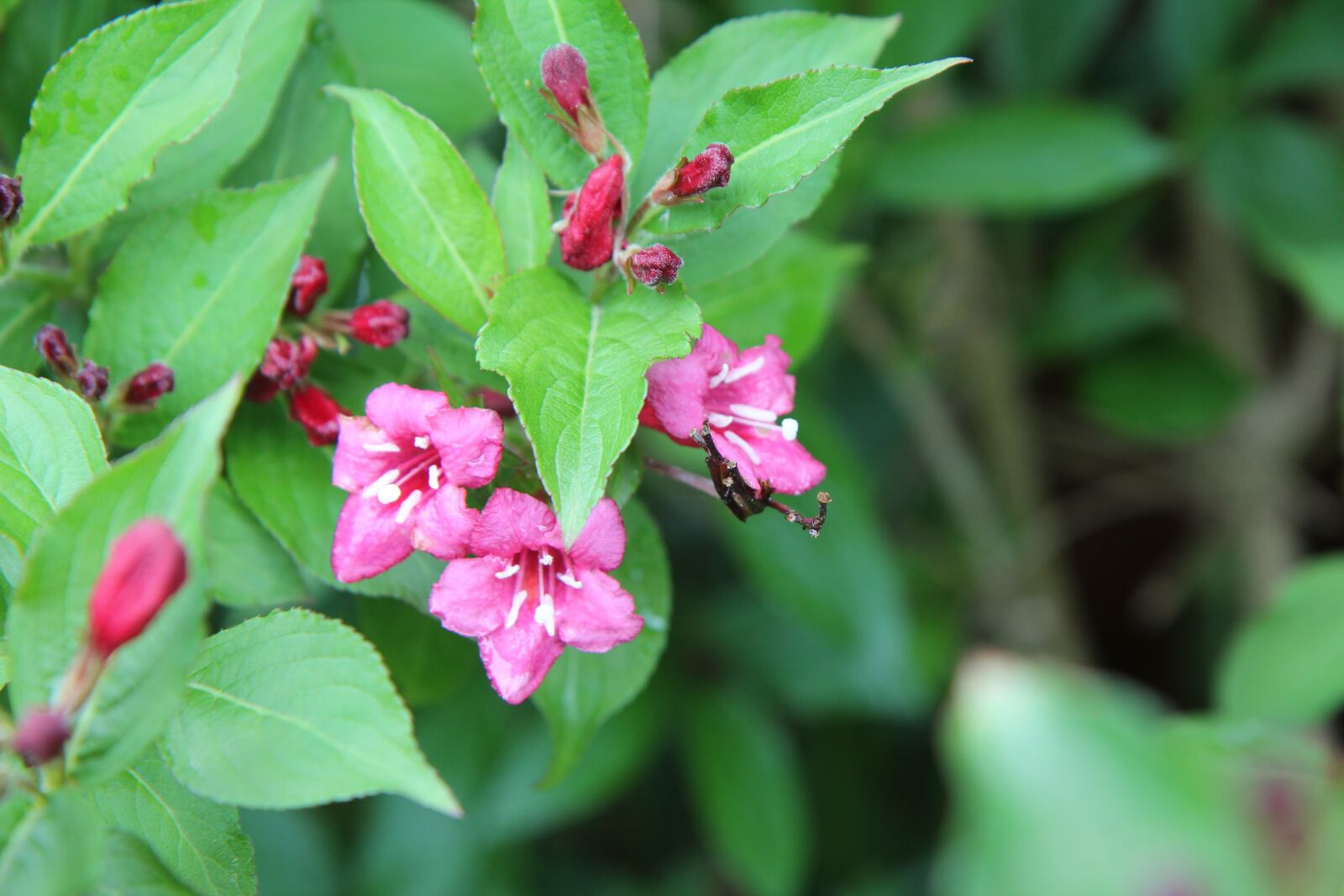Canon EOS 600D (Rebel EOS T3i / EOS Kiss X5) sample photo. Vegelia, weig lia, vegelia photography