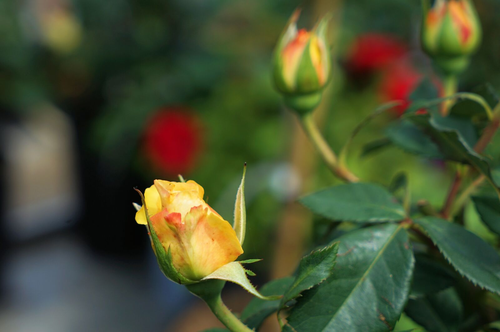 Sony Vario Tessar T* FE 24-70mm F4 ZA OSS sample photo. Rose, love, flower photography