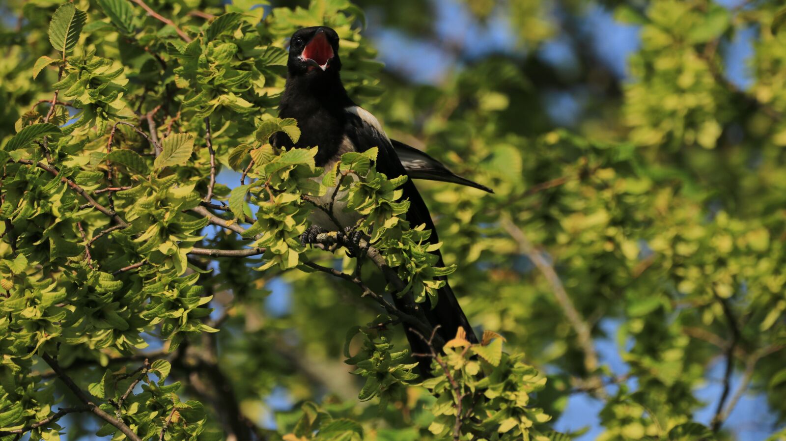 150-600mm F5-6.3 DG OS HSM | Contemporary 015 sample photo. Elster, tree, bird photography