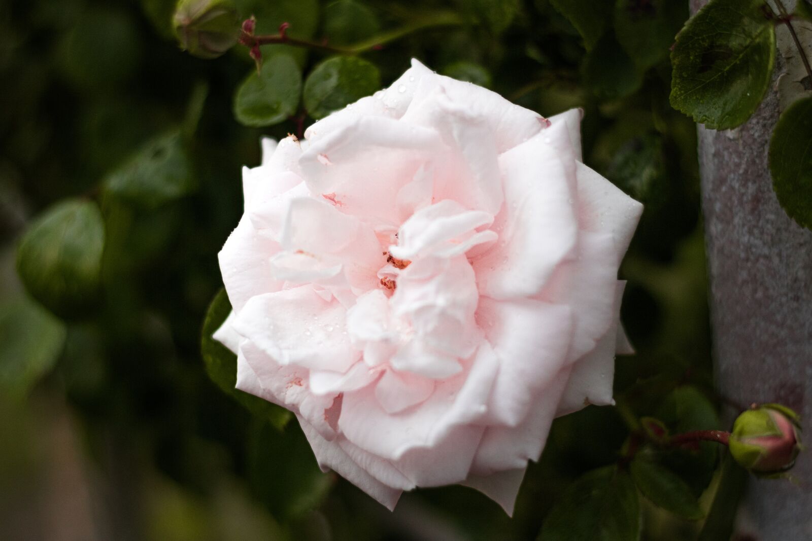 Canon EOS 760D (EOS Rebel T6s / EOS 8000D) + Canon EF 50mm F1.8 II sample photo. Rose, pink, flower photography