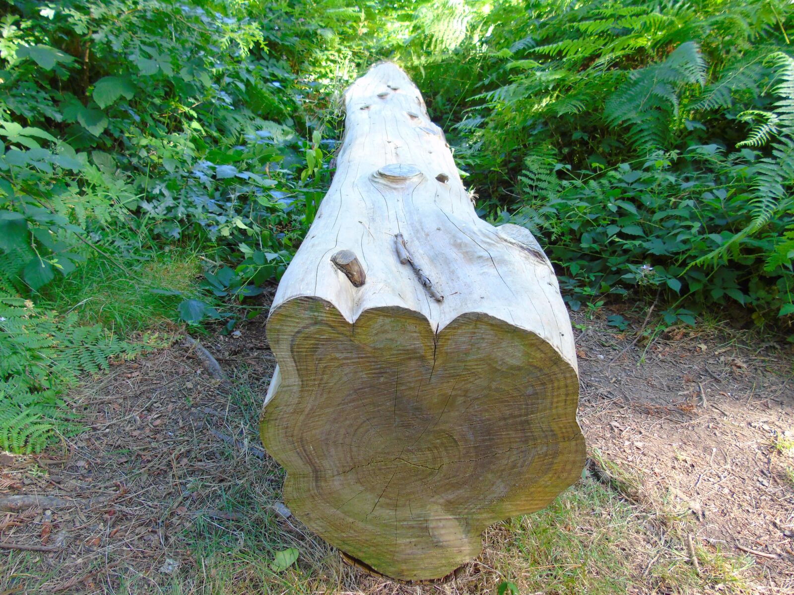 Sony Cyber-shot DSC-H400 sample photo. Tree, trunk, forest photography
