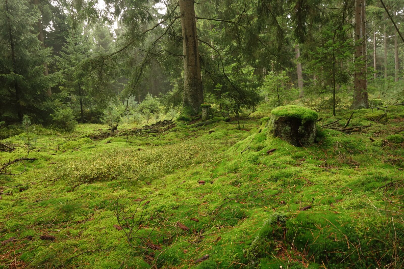 Sony Cyber-shot DSC-RX100 sample photo. Forest, moss, green photography