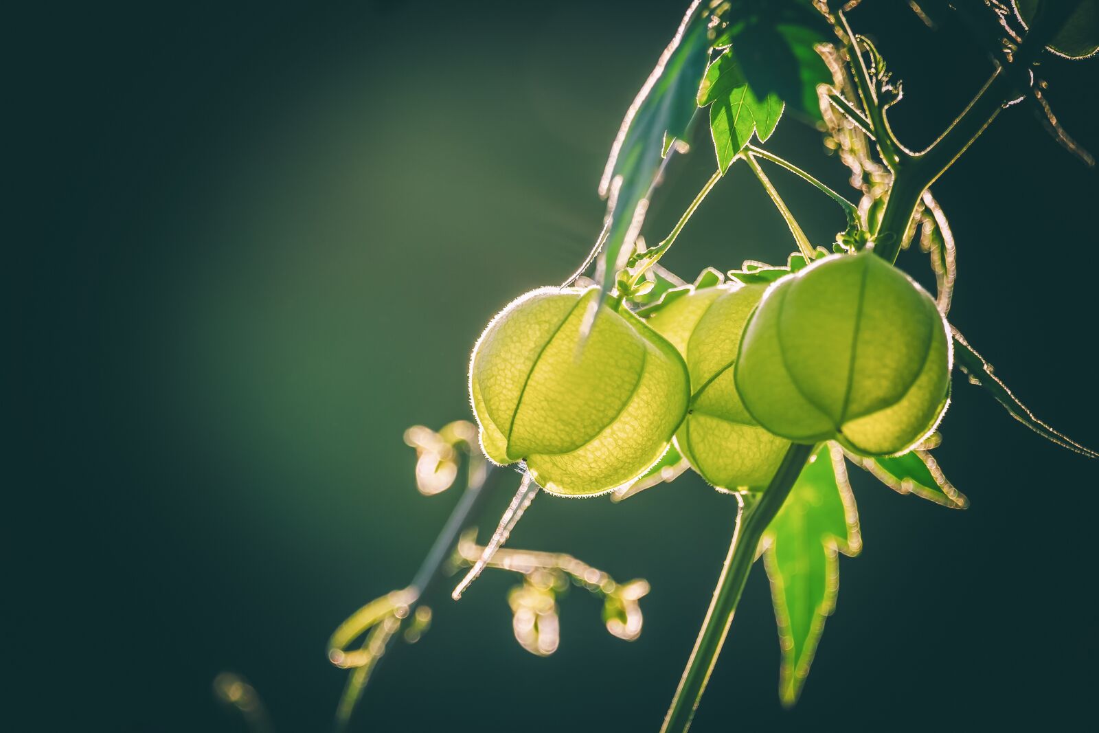 Fujifilm XF 55-200mm F3.5-4.8 R LM OIS sample photo. Physalis, plant, nachtschattengewächs photography