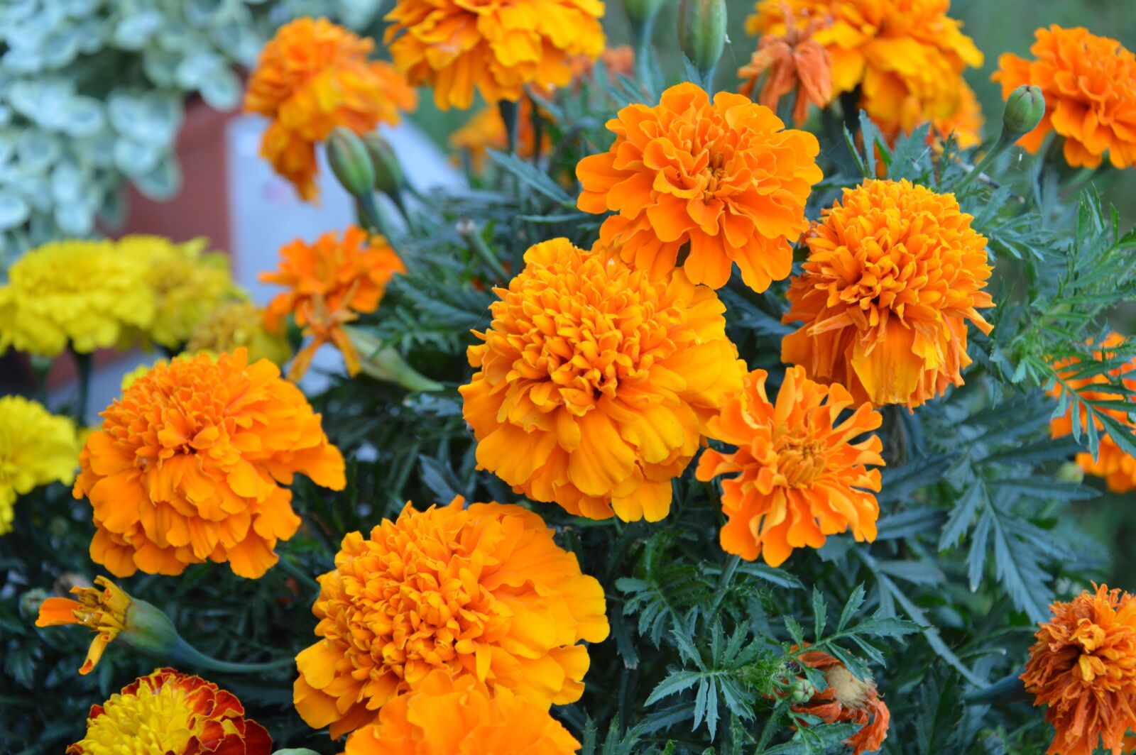 Nikon D3200 sample photo. Flower, nature, orange photography