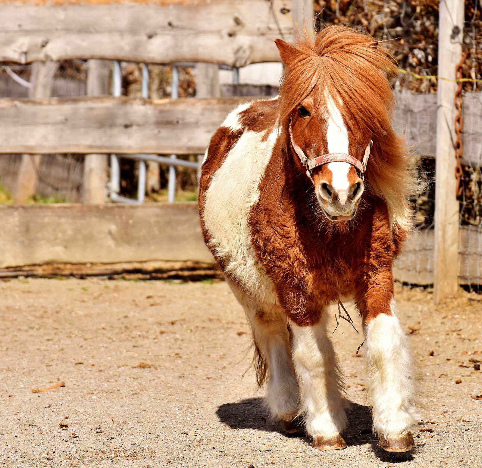 Nikon D7200 sample photo. Pony, run, cute photography