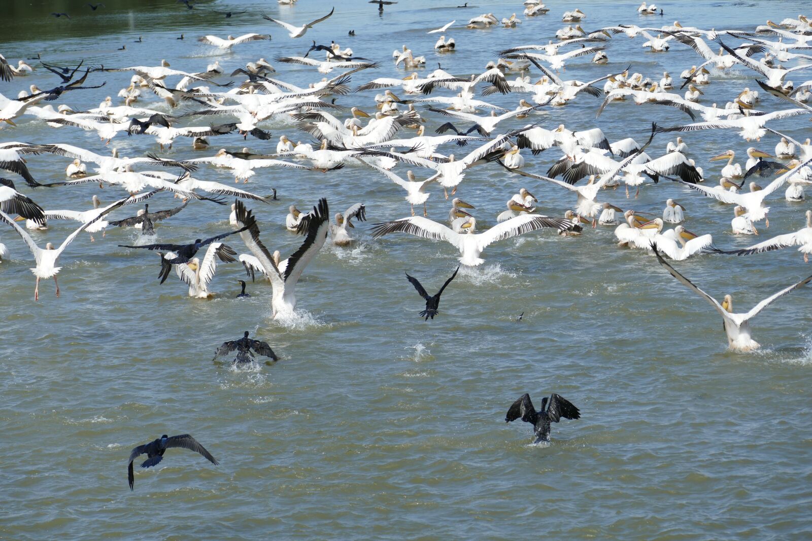 Panasonic Lumix DMC-FZ1000 sample photo. Romania, danube, danube cruise photography