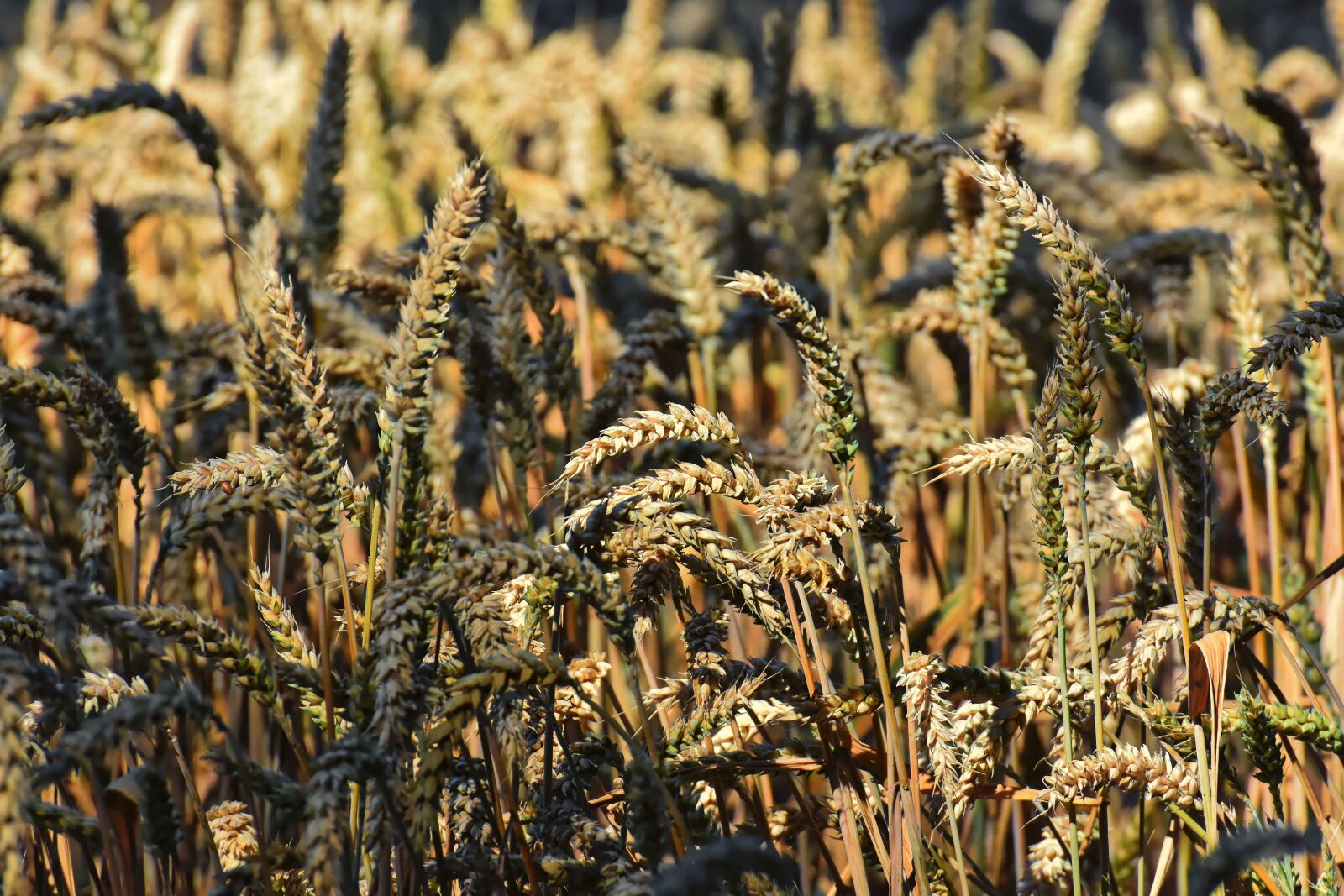 Nikon D7200 sample photo. Grain, cornfield, field photography