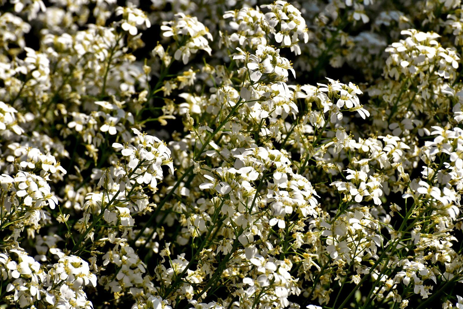 Nikon D7200 sample photo. Flowers, white, spring photography