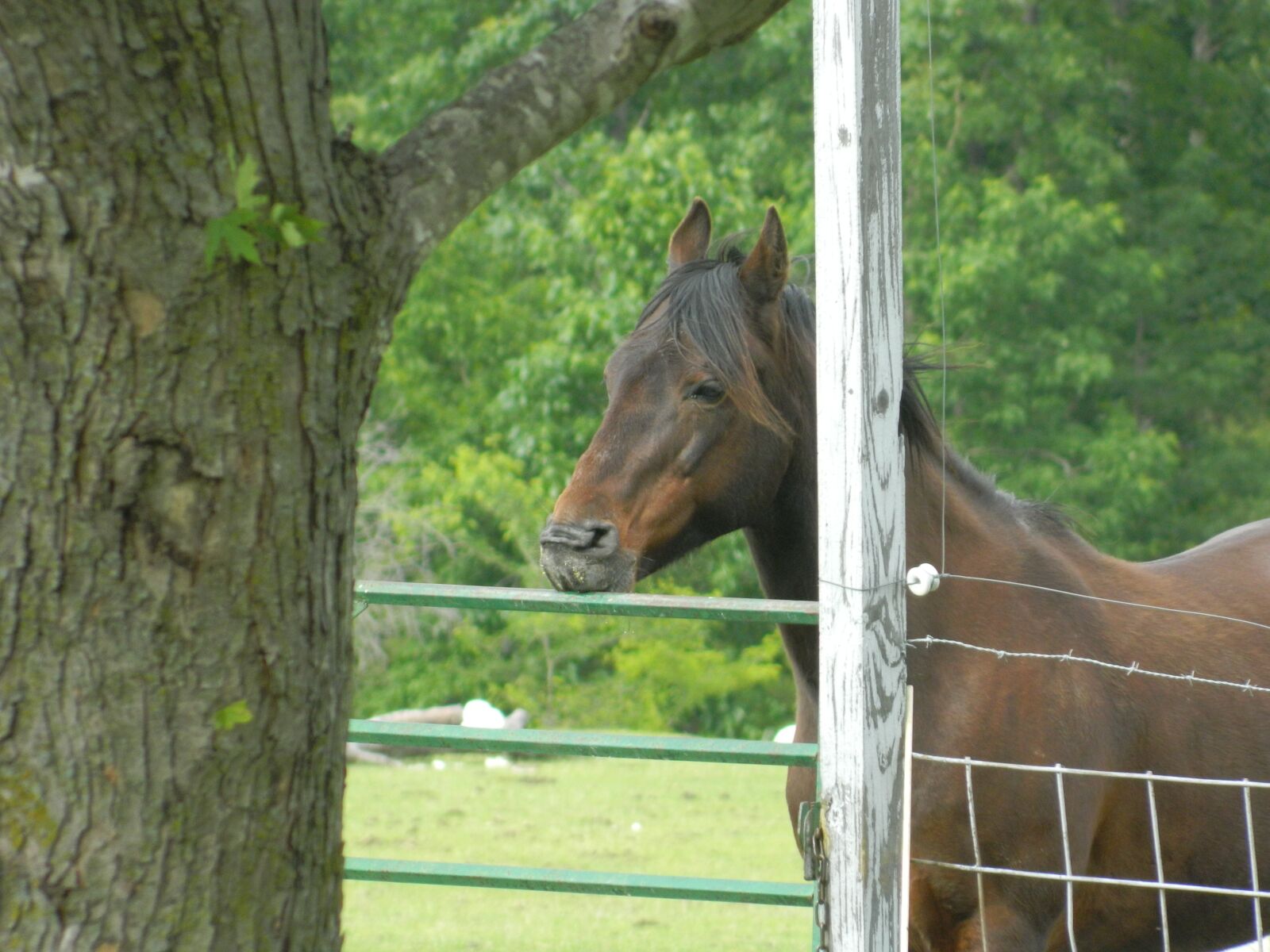Nikon Coolpix L120 sample photo. Horse, tree, farm photography