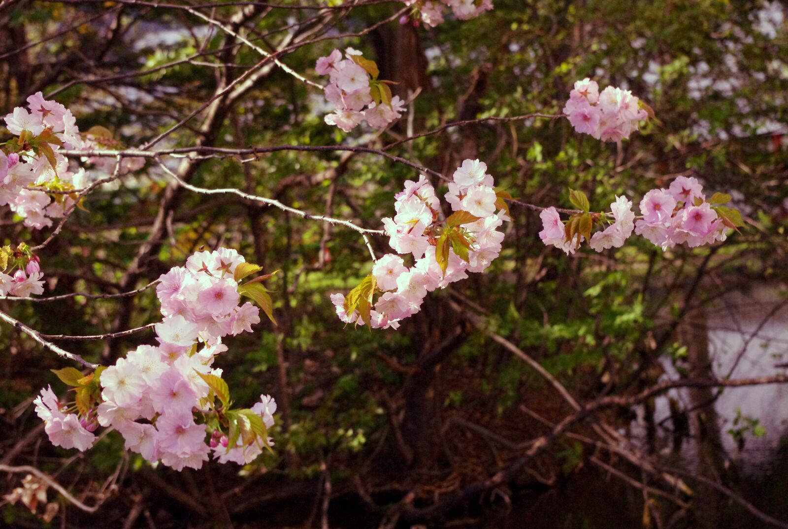 Pentax K-r sample photo. Sakura, flower, pastel photography
