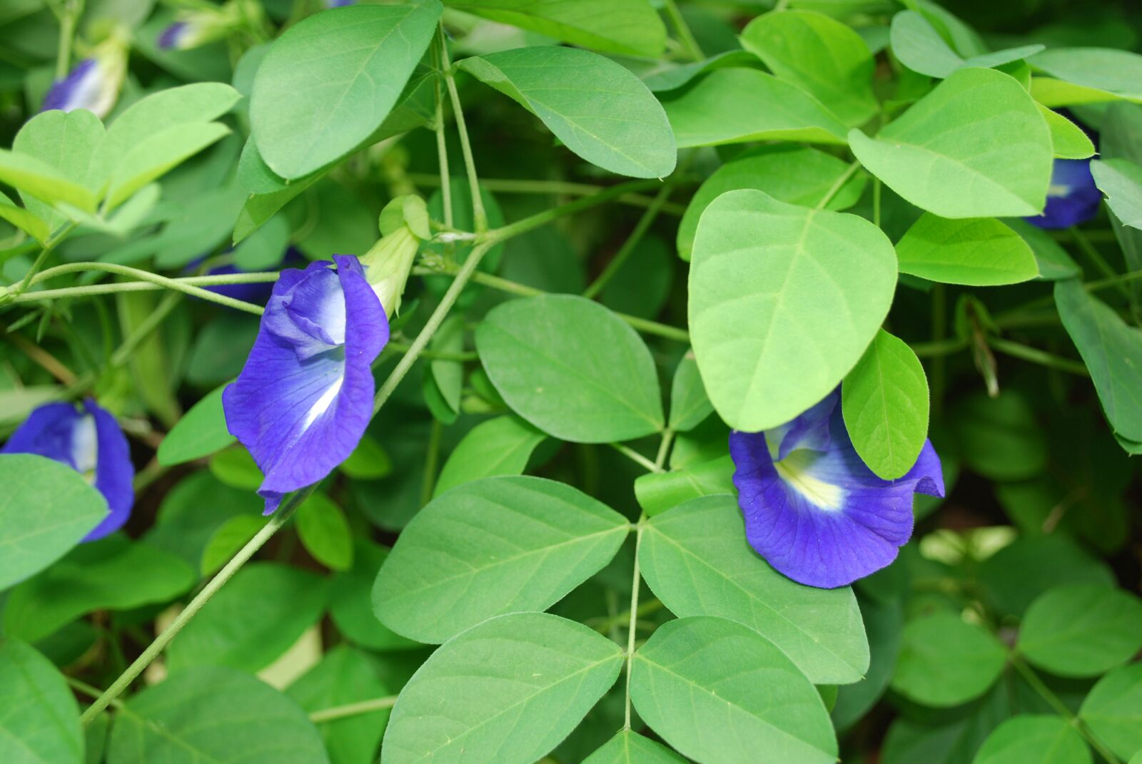 Nikon D60 sample photo. Blue, flowers, bloom photography