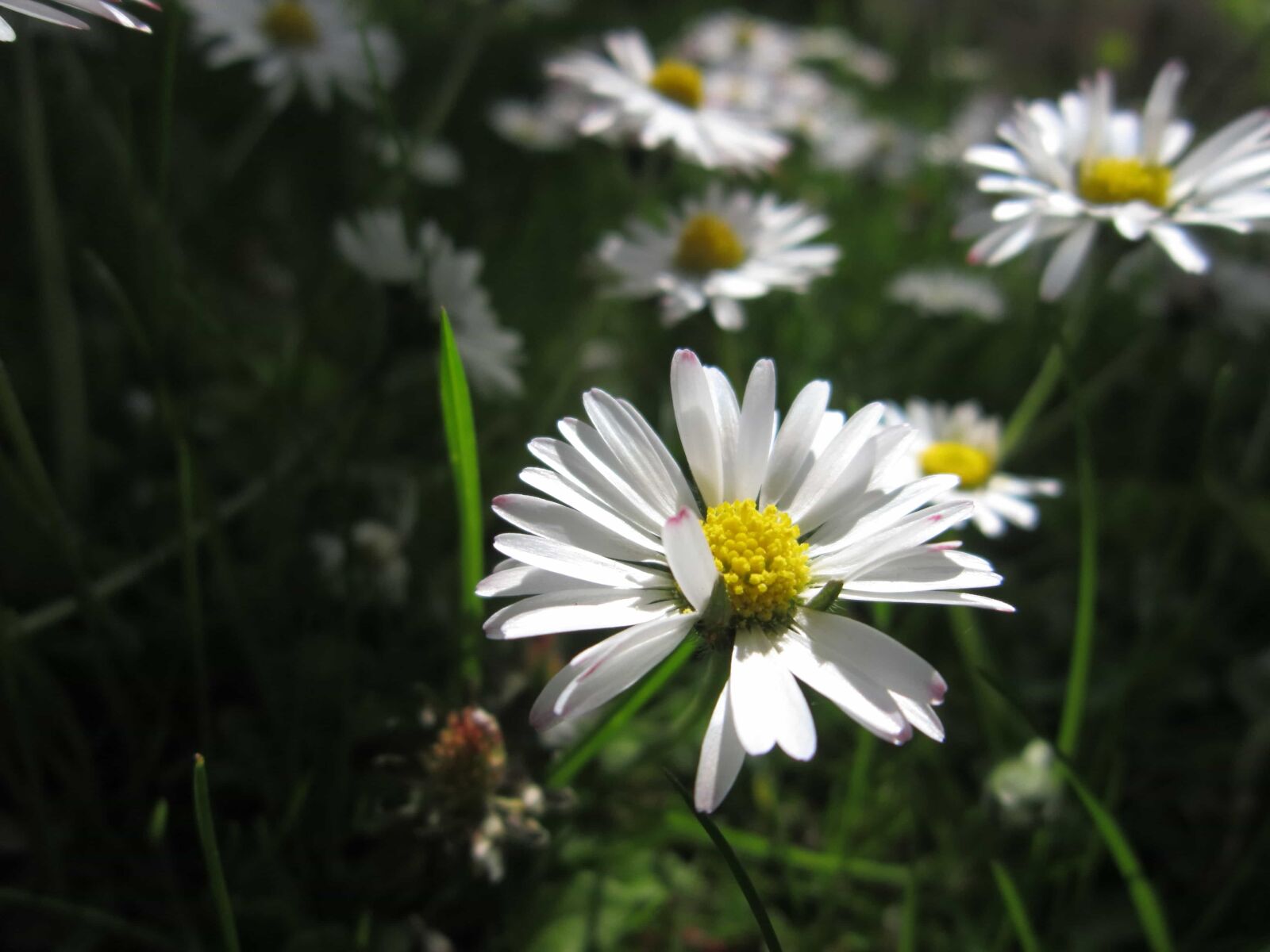 Canon PowerShot A3200 IS sample photo. Nature, summer, garden, grass photography