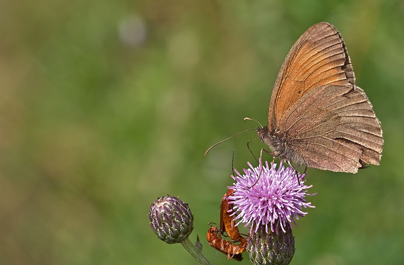 Nikon D5200 sample photo. Butterfly, lycaon, insect photography