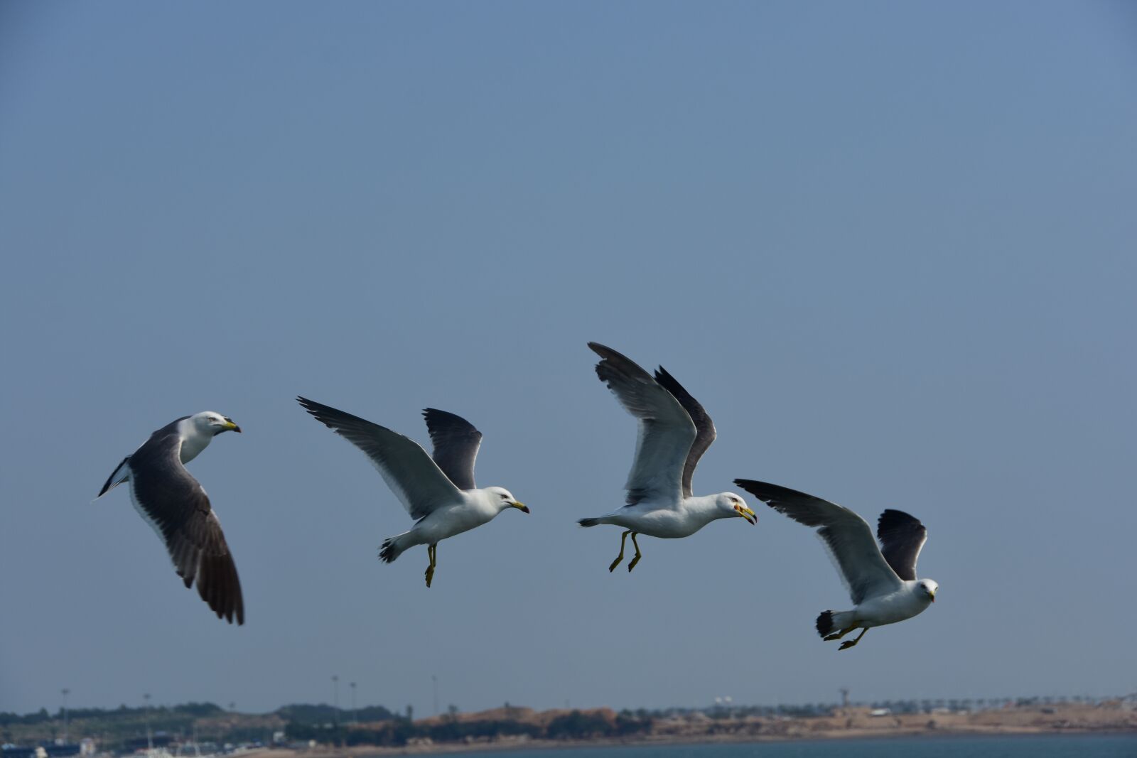 Nikon D7200 sample photo. Seagull, emergency, flight photography