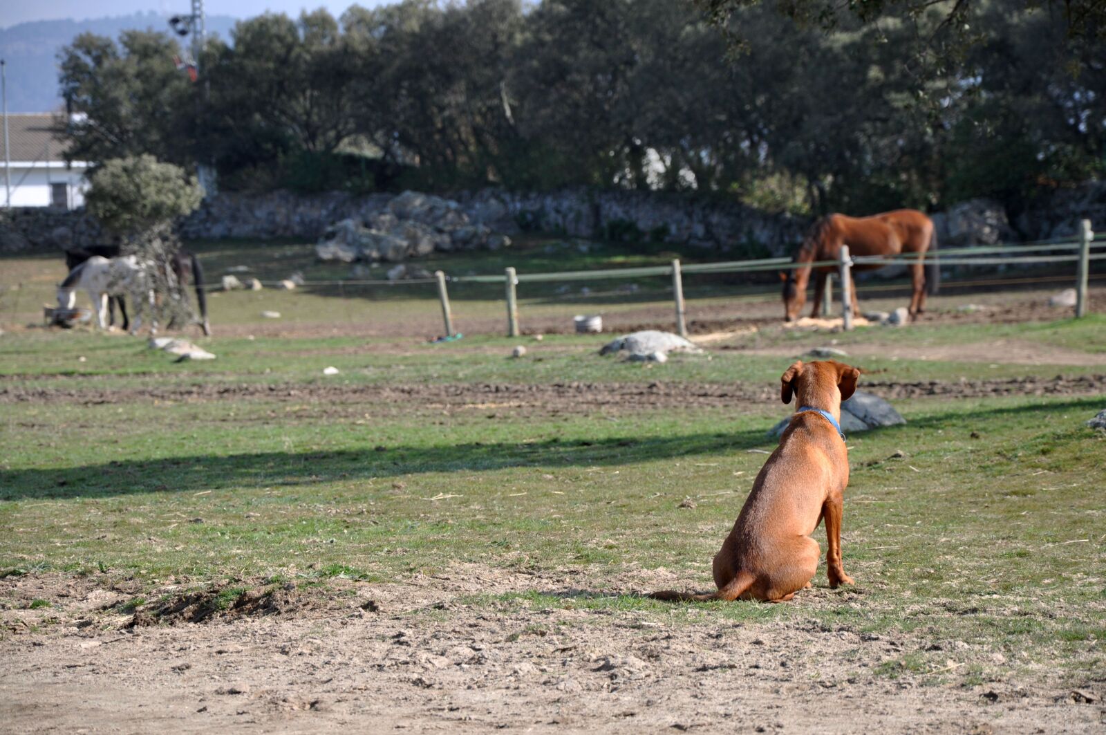 Nikon D90 sample photo. Farm, dog, pet photography