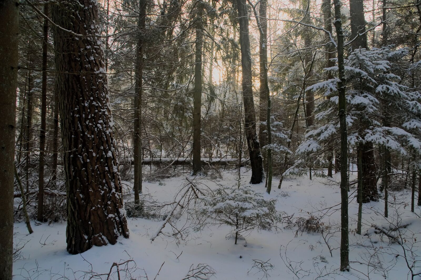 Nikon D3300 sample photo. Winter, snow, view photography