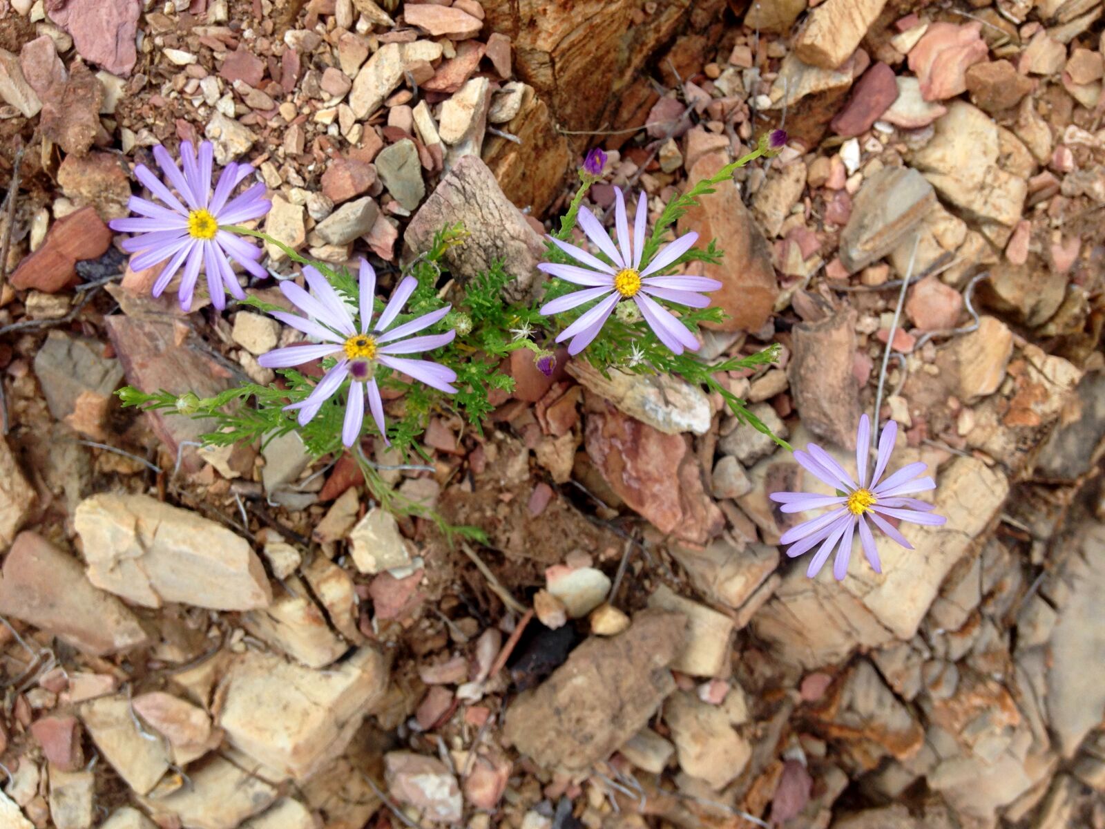 iPhone 5c back camera 4.12mm f/2.4 sample photo. Flower, nature, outback, plant photography