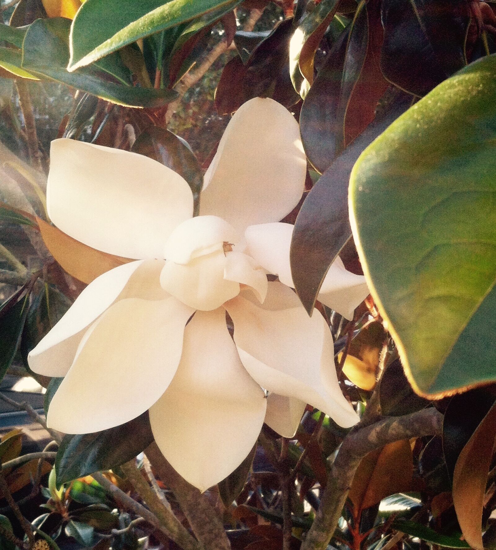 Apple iPhone 4 + iPhone 4 back camera 3.85mm f/2.8 sample photo. Beautiful, flowers, flower, magnolia photography