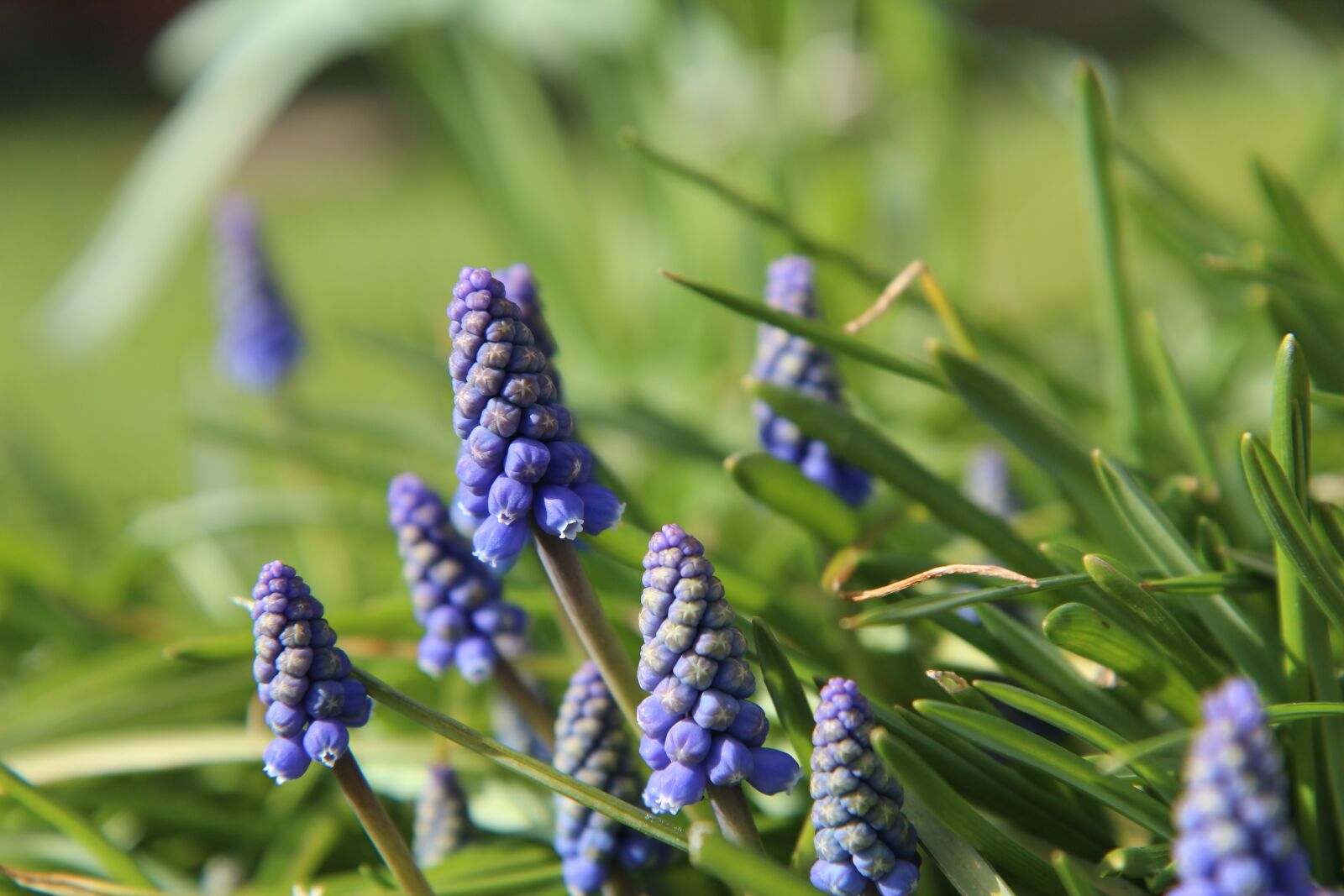 Canon EOS 600D (Rebel EOS T3i / EOS Kiss X5) sample photo. Muscari, purple flowers photography