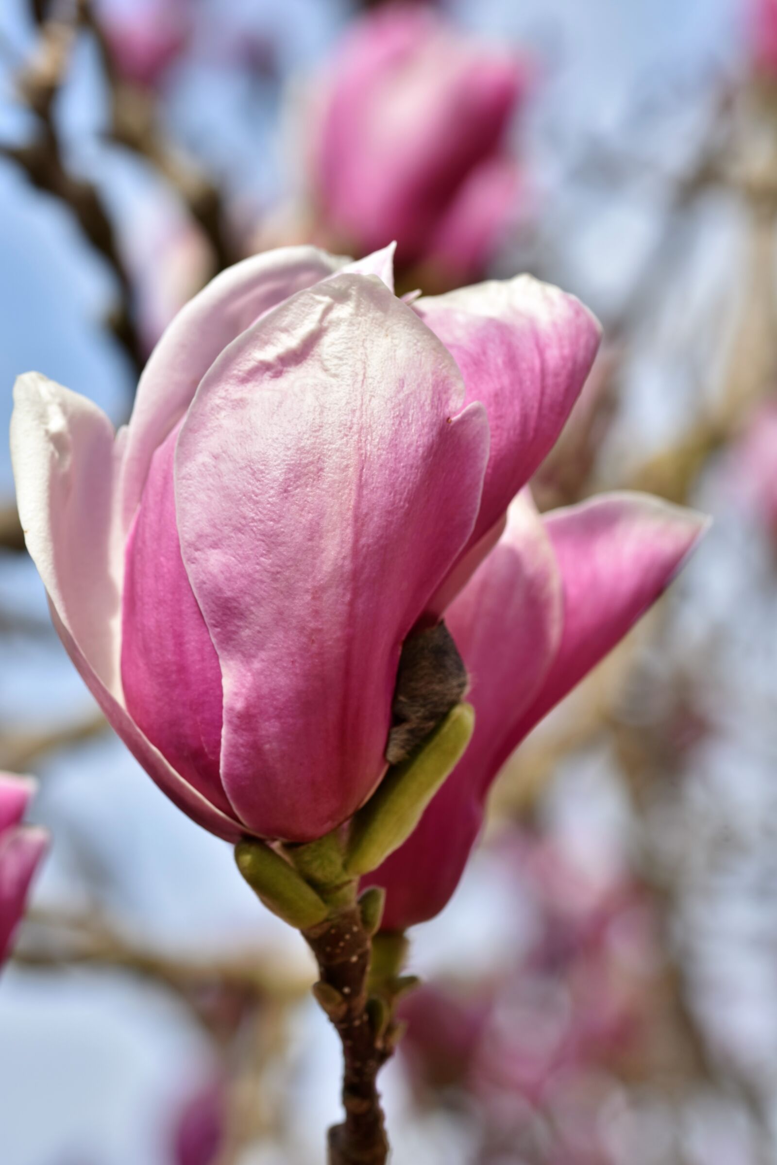 Nikon D7200 sample photo. Magnolia, magnolia tree, flowers photography