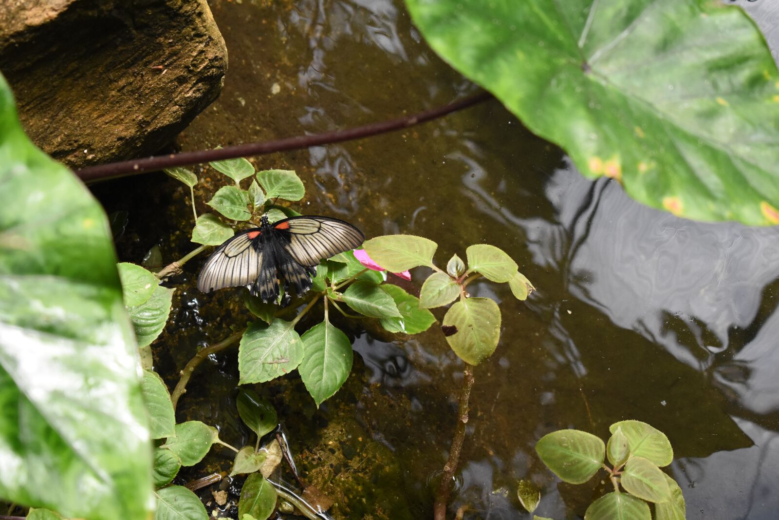 Nikon D3400 sample photo. Butterfly, pond, insect photography