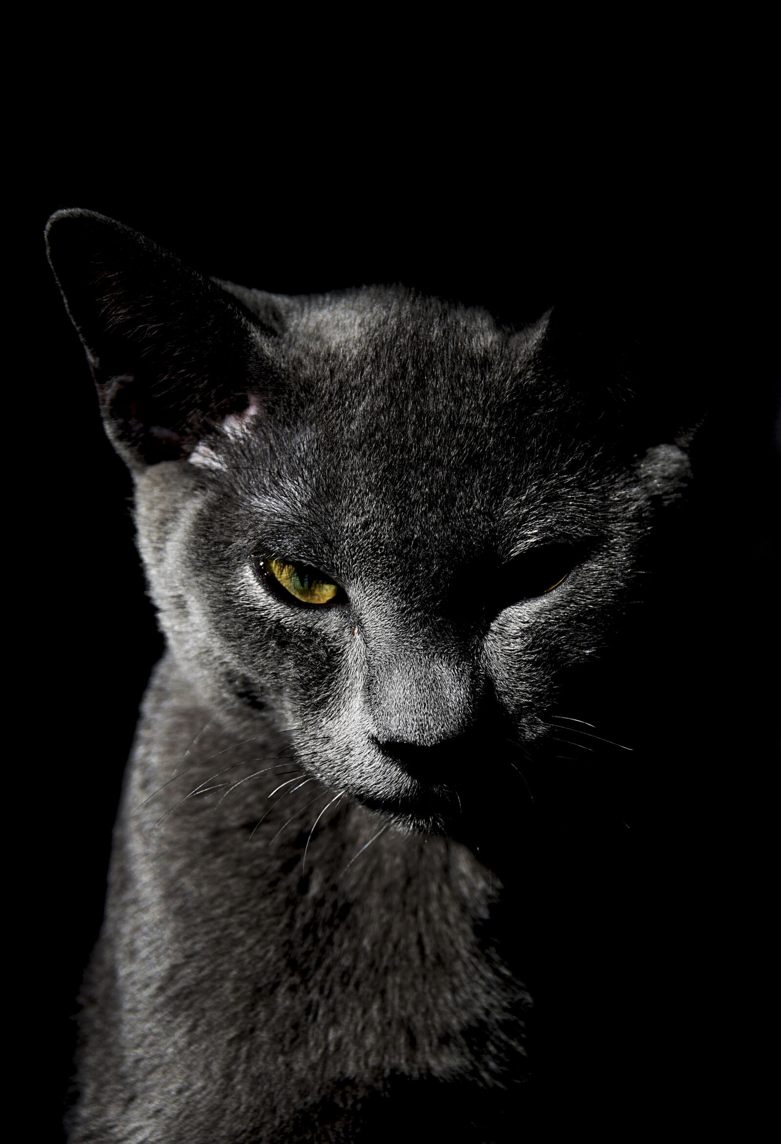 Nikon D3300 sample photo. Animal, portrait, cat, cat photography