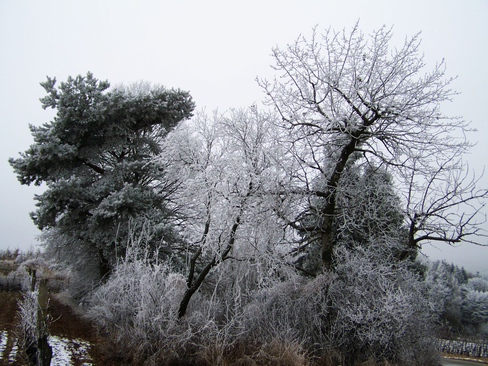 Kodak EASYSHARE ZD710 ZOOM DIGITAL CAMERA sample photo. Winter landscape, hoary clump photography