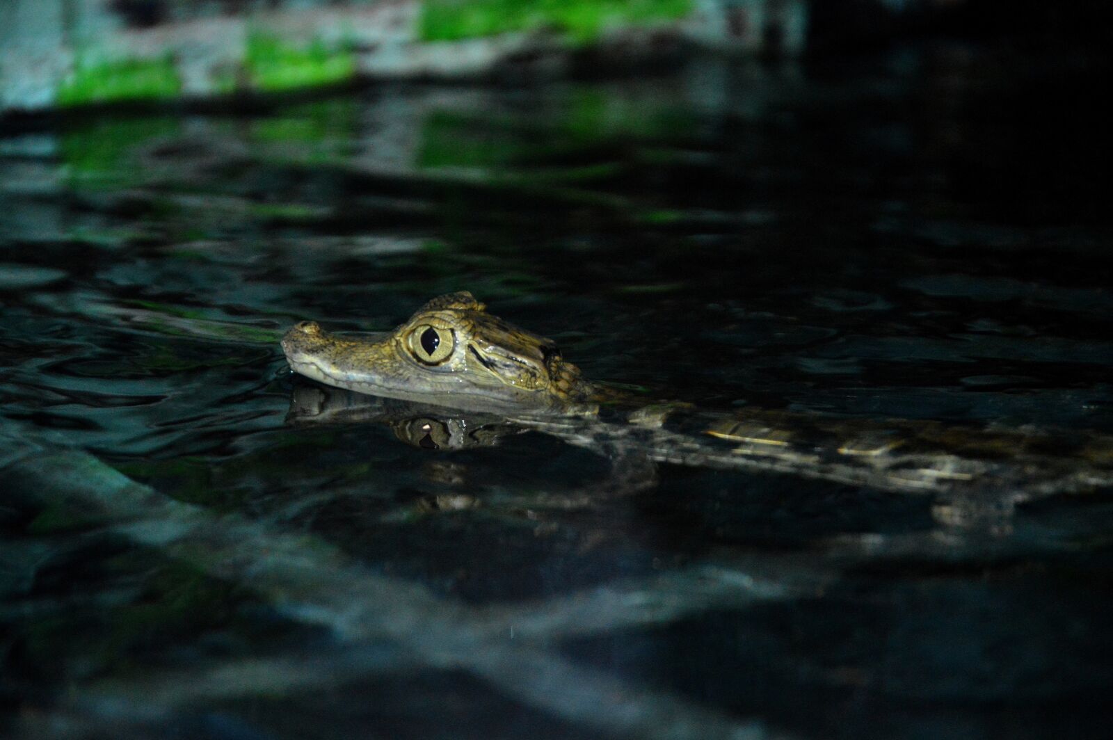 Nikon D3200 sample photo. Crocodile, animal, alligator photography