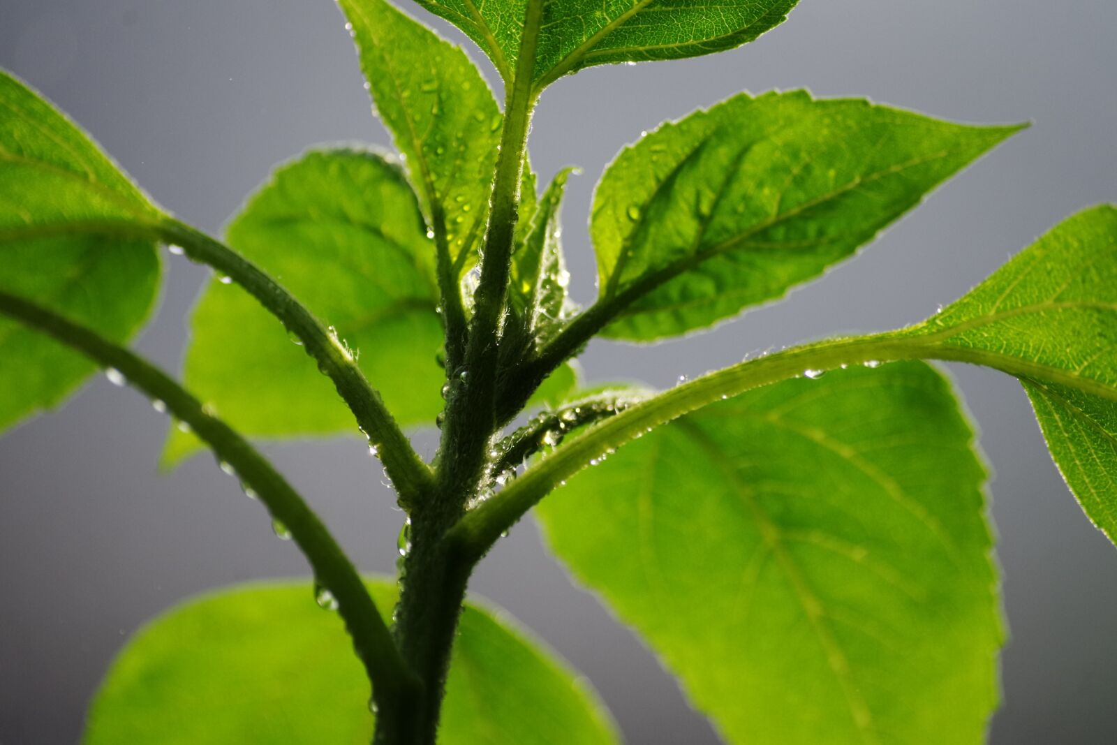 Pentax K-30 sample photo. Plant, rain, drip photography