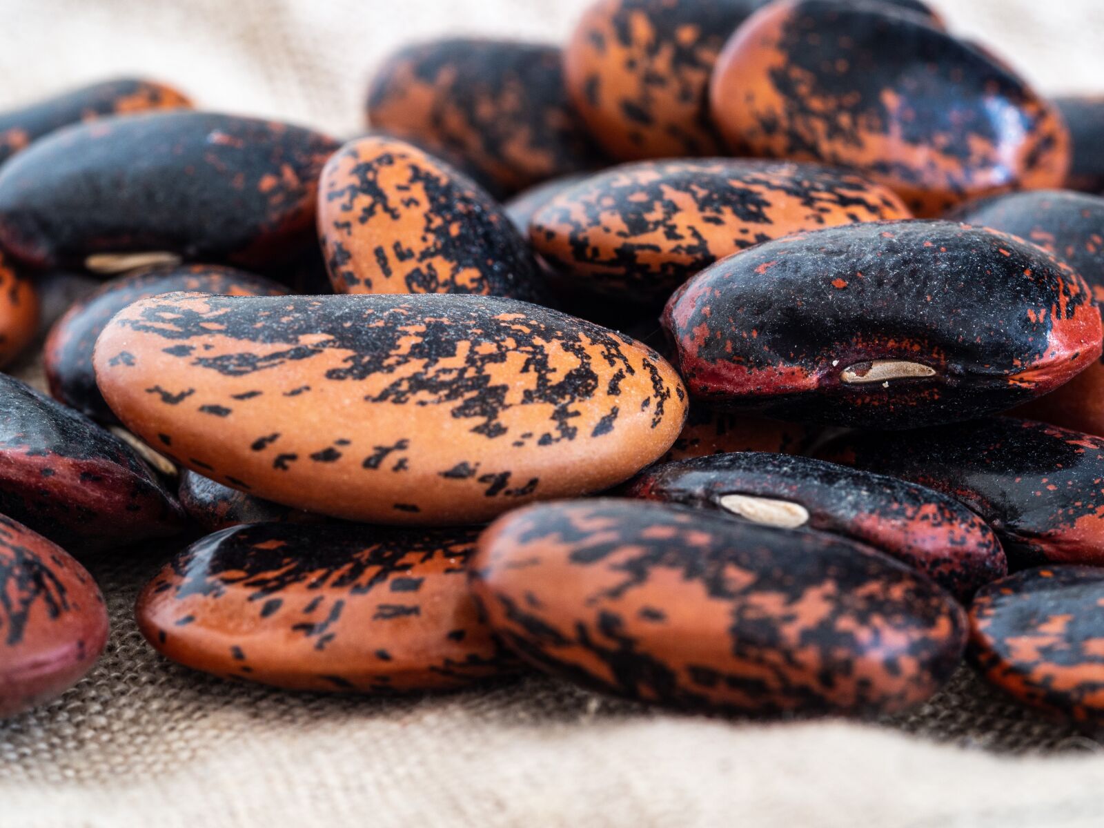 Olympus OM-D E-M10 III sample photo. Beans, food, black photography
