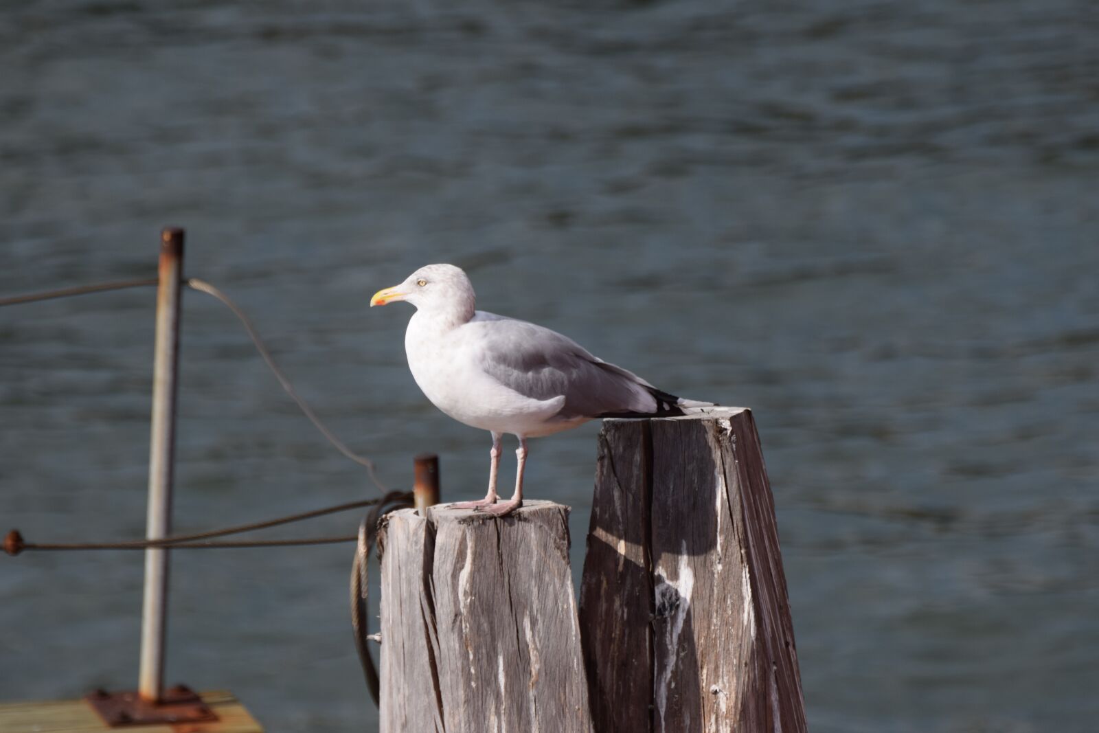 Nikon D3300 sample photo. Seagull, staten island, new photography