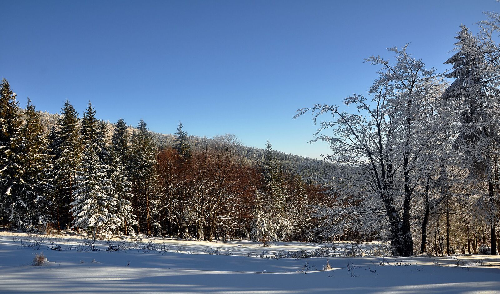Nikon D90 sample photo. Snow, winter, nature photography