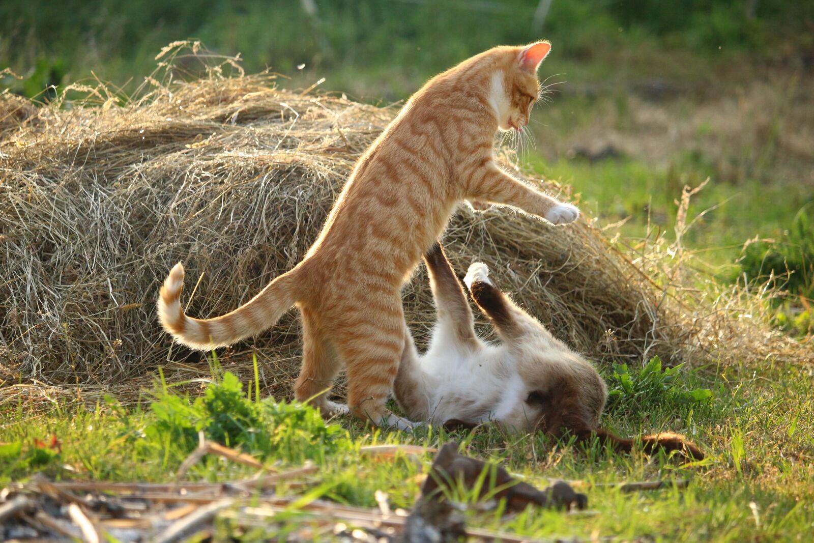 Canon EOS 100D (EOS Rebel SL1 / EOS Kiss X7) sample photo. Cat, kitten, mieze photography