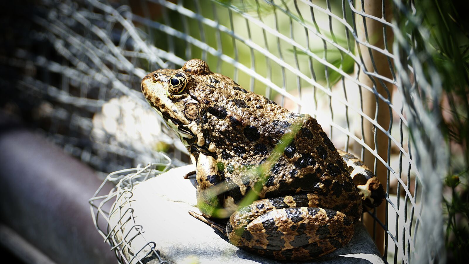 Panasonic Lumix DMC-FZ1000 sample photo. Frog, toad, amphibian photography